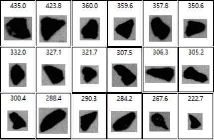Camera images extracted from the individual particle list by Bettersizer S3 Plus