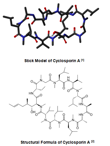 stick model and structural formula of Cyclosporin A