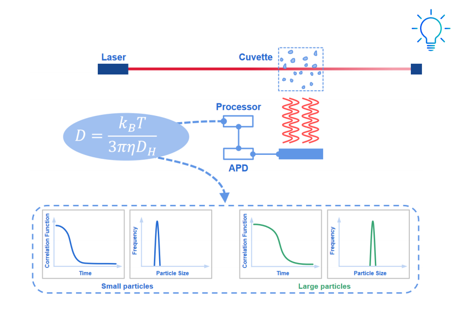 What is dynamic light scattering (DLS)？