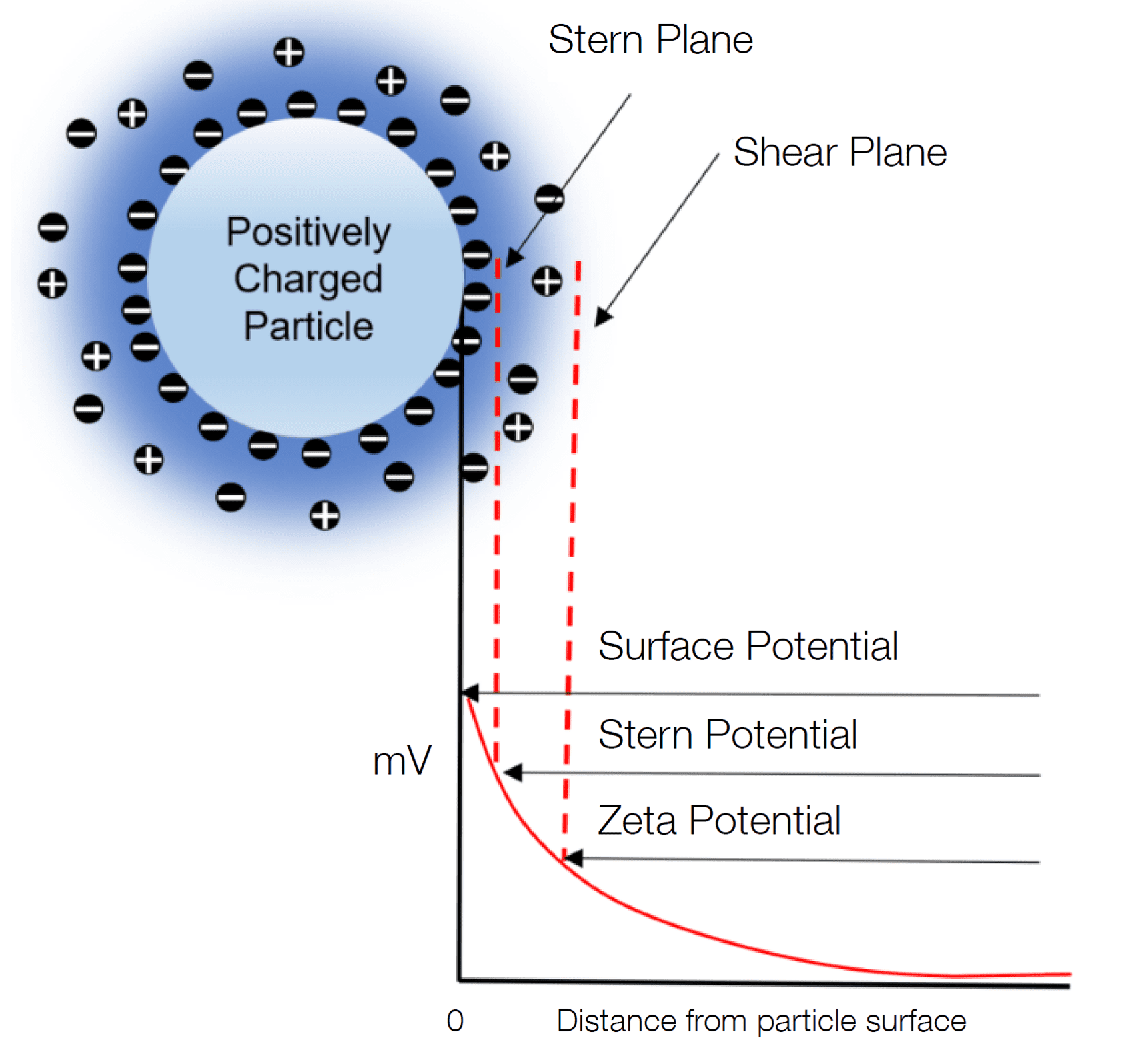 Potential distribution at particle surface