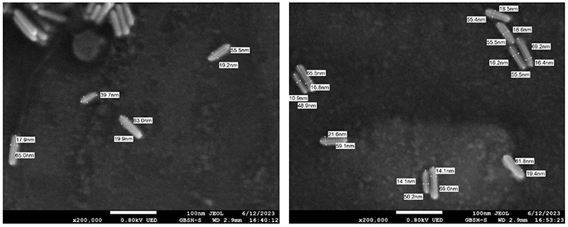 Figure-1-SEM-Images-of-Gold-Nanorods