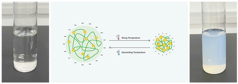 Fig-1-State-and-conformational-transition-of-PNIPAm