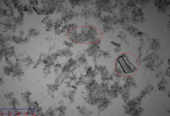 Dispersing state ofAstragalus membranaceus in water