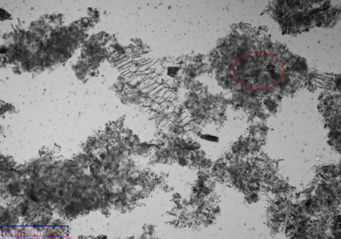 Dispersing state of Poria cocos in water