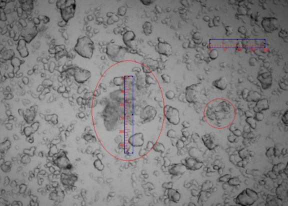Dispersing state of Gastrodia elata in water