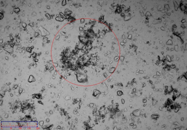 Dispersing state of Codonopsis pilosula in water