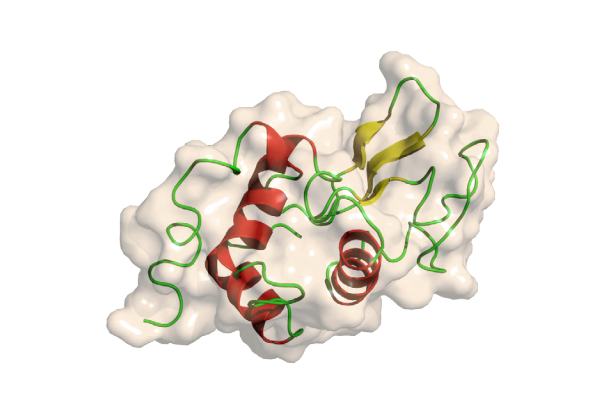 Three-dimensional Structural Lysozyme According to Protein Data Bank